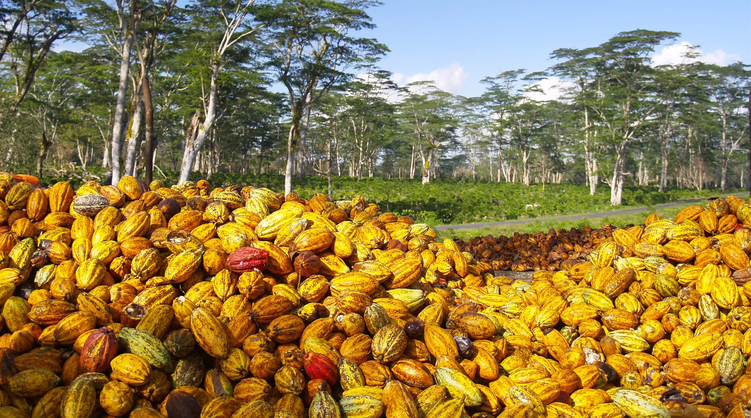 Die Kakaobohne - Von Anbau, Wasser und Schokolade 