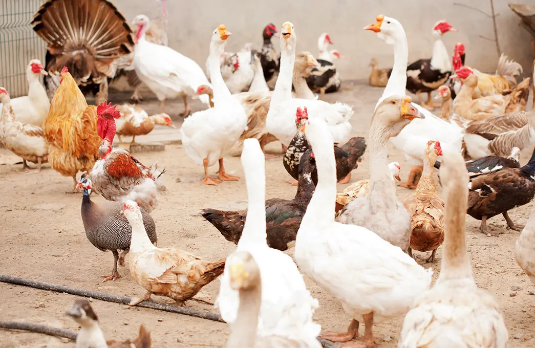Die fortschreitende Industrialisierung der Landwirtschaft führte zu einem erhöhten Fleischkonsum der Europäer. Huhn, Ente und Gans waren nicht mehr nur für Feierlichkeiten reserviert, sondern wurden zu täglichen Mahlzeiten.