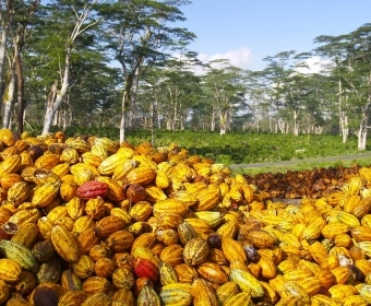 Die Kakaobohne - Von Anbau, Wasser und Schokolade 