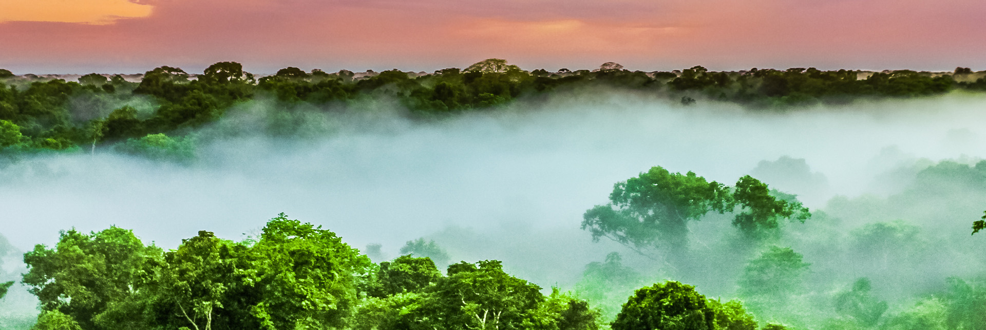 header-banner-deforestation-brazil-nuts_1.jpg