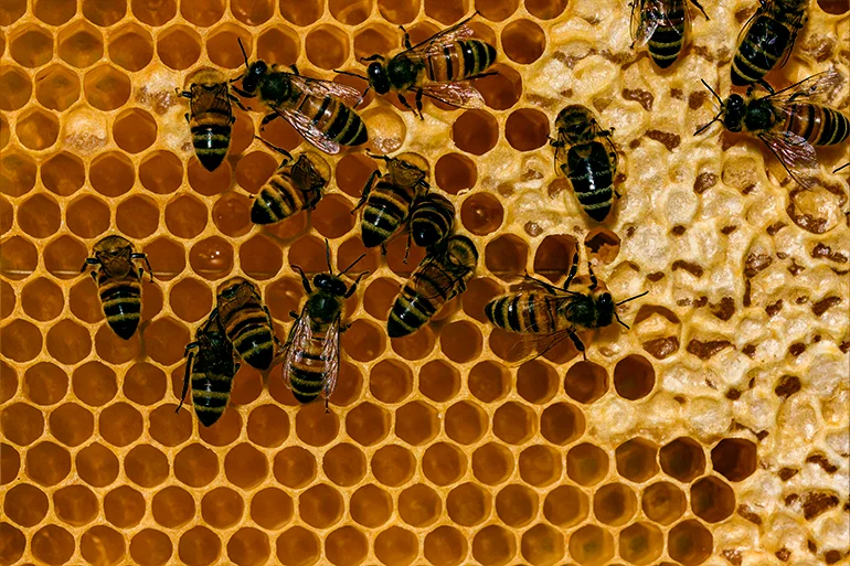  Carniolan honey bees (Apis mellifera carnica) crawling on a honeycomb. (Frank Bienewald/LightRocket via Getty Images)