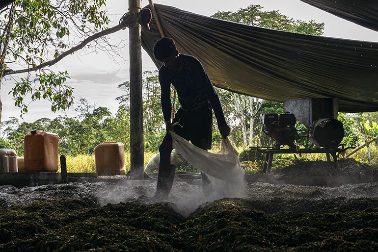 A worker sprinkles lime over crushed coca leaves as they are processed into coca paste in the 