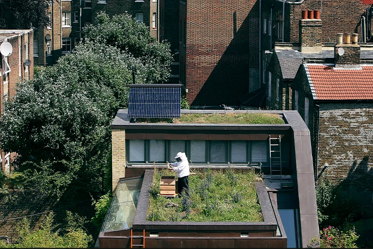 A beekeeper installs a new bee hive on an urban rooftop garden in London, England. The UK has an estimated 274,000 bee colonies producing an average of 6000 tonnes of honey per year. 