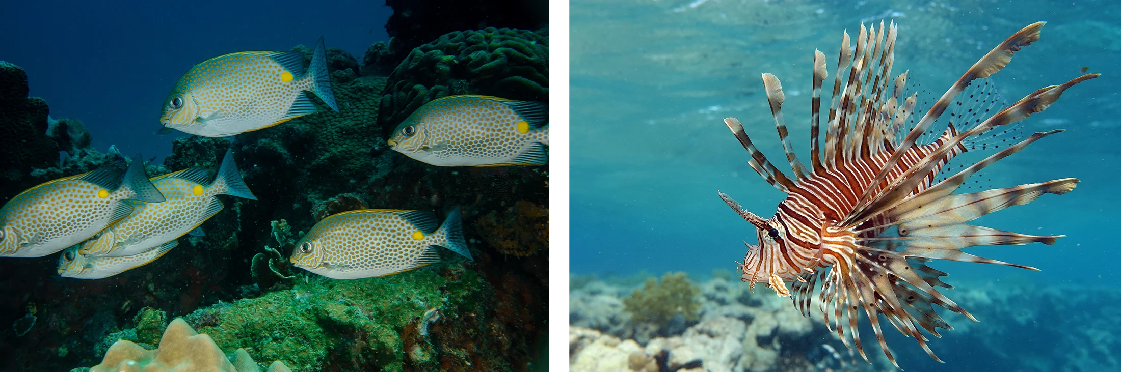 Both Rabbitfish and Lionfish are invasive in the mediterranean. 