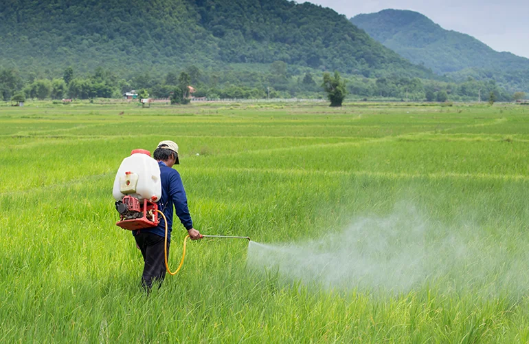 Rice farmer sprays the field with pesticides. GMOs can allow for fewer pesticides to be used when crops can be given the Bt gene - which produces Bt bacteria - harmless to the plant but deadly to the specific insects that damage it.