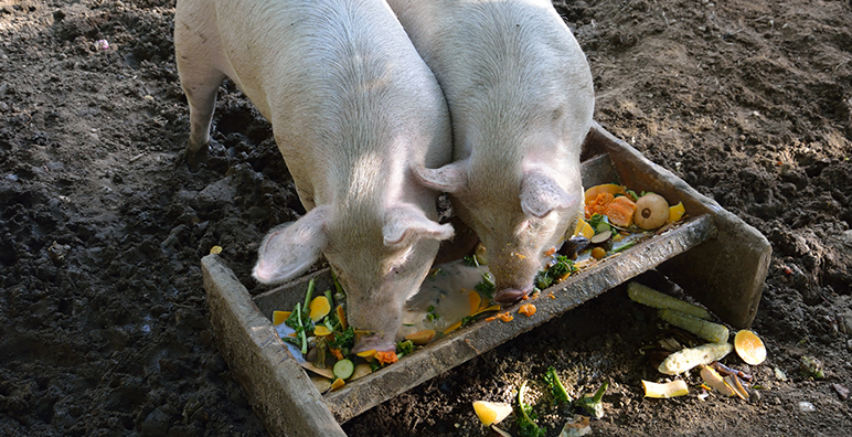 Can Pigs Help Reduce Food Waste?
